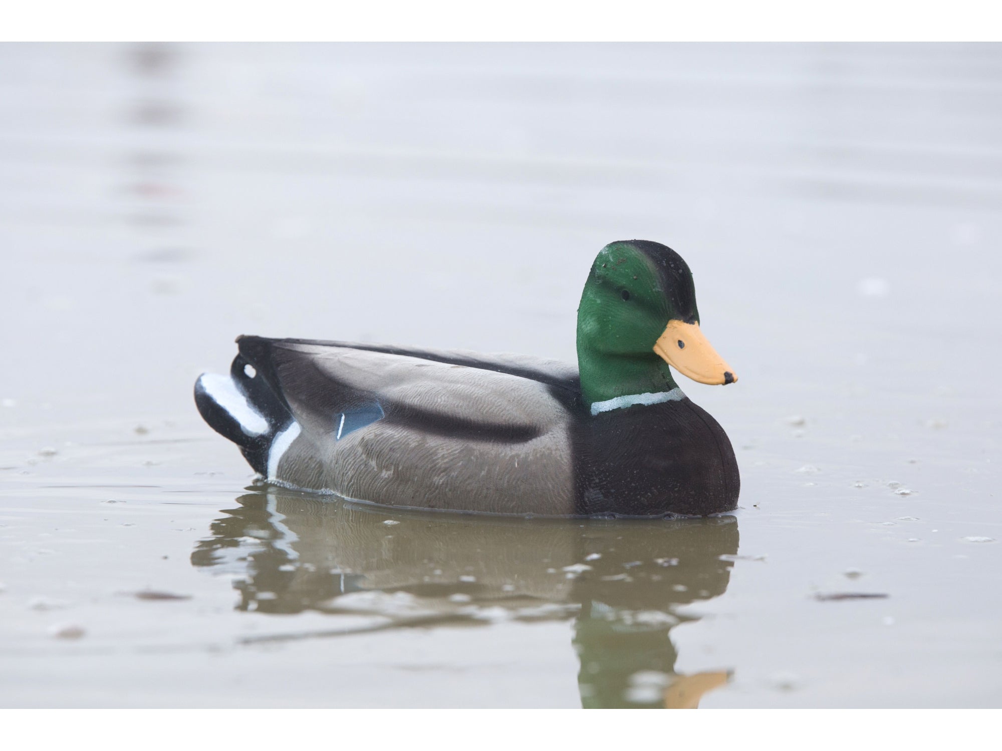 Game On Full Size Flocked Mallard Decoy Set 12 Pack (8 Hens / 4 Drakes)