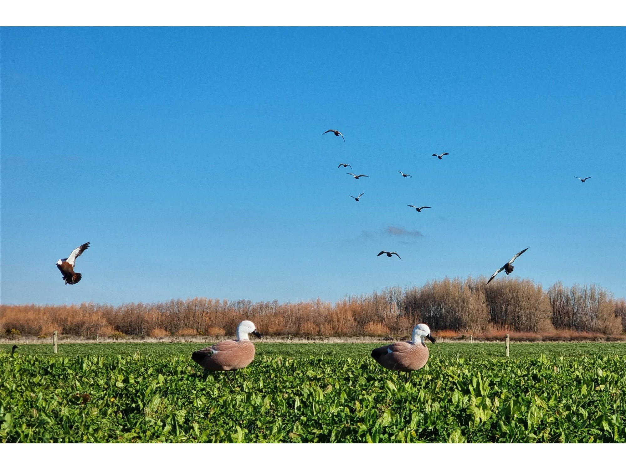 Game On Flocked Full Body Paradise Field Decoy Family: 6-Pack