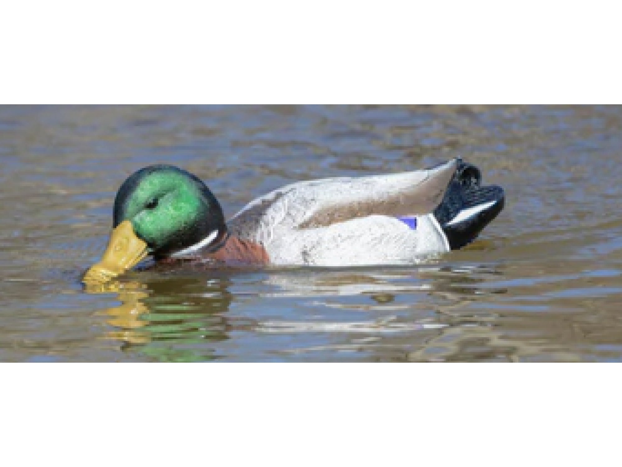 Higdon Pro Swimmer Mallard Drake