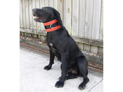 Manitoba Pig Dog Hunting Lightweight Rip Collar