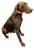 Reversable Dog Collar Orange/Black