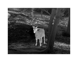 Guide TD633L Handheld Thermal Monocular 35mm 50Hz