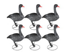 Game On Full Body Field Black Swan 6 Pack