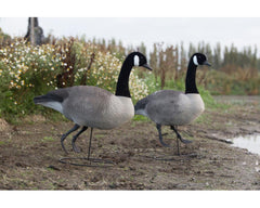 Game On Canada Goose Full Body Flocked Decoys: 6-Pack