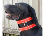 Manitoba Dog Hunting Lightweight Rip Collar
